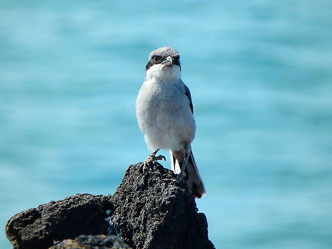 Southern Grey Shrike - Lanius meridionalis  Geotagged,Lanius meridionalis,Southern Grey Shrike,Spain,Spring