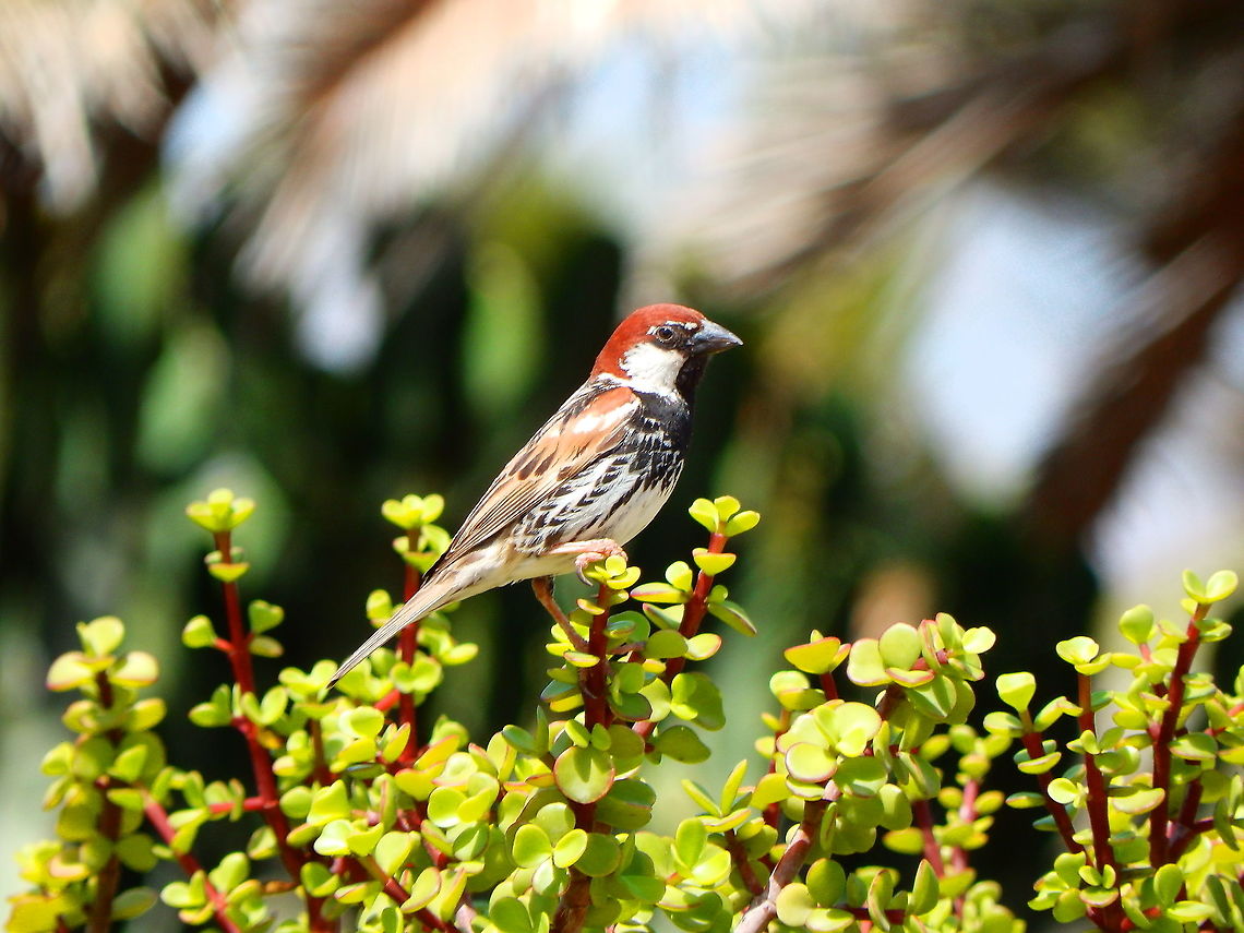 Spanish Sparrow - Passer hispaniolensis No Spanish land is without their sparrows :-)<br />
<figure class="photo"><a href="https://www.jungledragon.com/image/88109/spanish_sparrow_-_passer_hispaniolensis.html" title="Spanish Sparrow - Passer hispaniolensis"><img src="https://s3.amazonaws.com/media.jungledragon.com/images/2298/88109_thumb.JPG?AWSAccessKeyId=05GMT0V3GWVNE7GGM1R2&Expires=1759968010&Signature=az8UxdFuL2mHtVHFrr2B98ySIsM%3D" width="200" height="150" alt="Spanish Sparrow - Passer hispaniolensis These sparrows have a very beautiful feather pattern chest! Geotagged,Passer hispaniolensis,Spain,Spring,spanish sparrow" /></a></figure> Geotagged,Passer hispaniolensis,Spain,Spring,spanish sparrow
