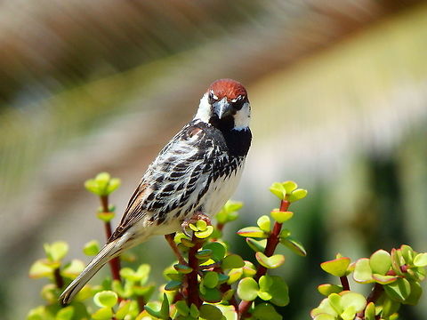 Spanish Sparrow - Passer hispaniolensis These sparrows have a very beautiful feather pattern chest! Geotagged,Passer hispaniolensis,Spain,Spring,spanish sparrow