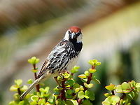 Spanish Sparrow - Passer hispaniolensis These sparrows have a very beautiful feather pattern chest! Geotagged,Passer hispaniolensis,Spain,Spring,spanish sparrow