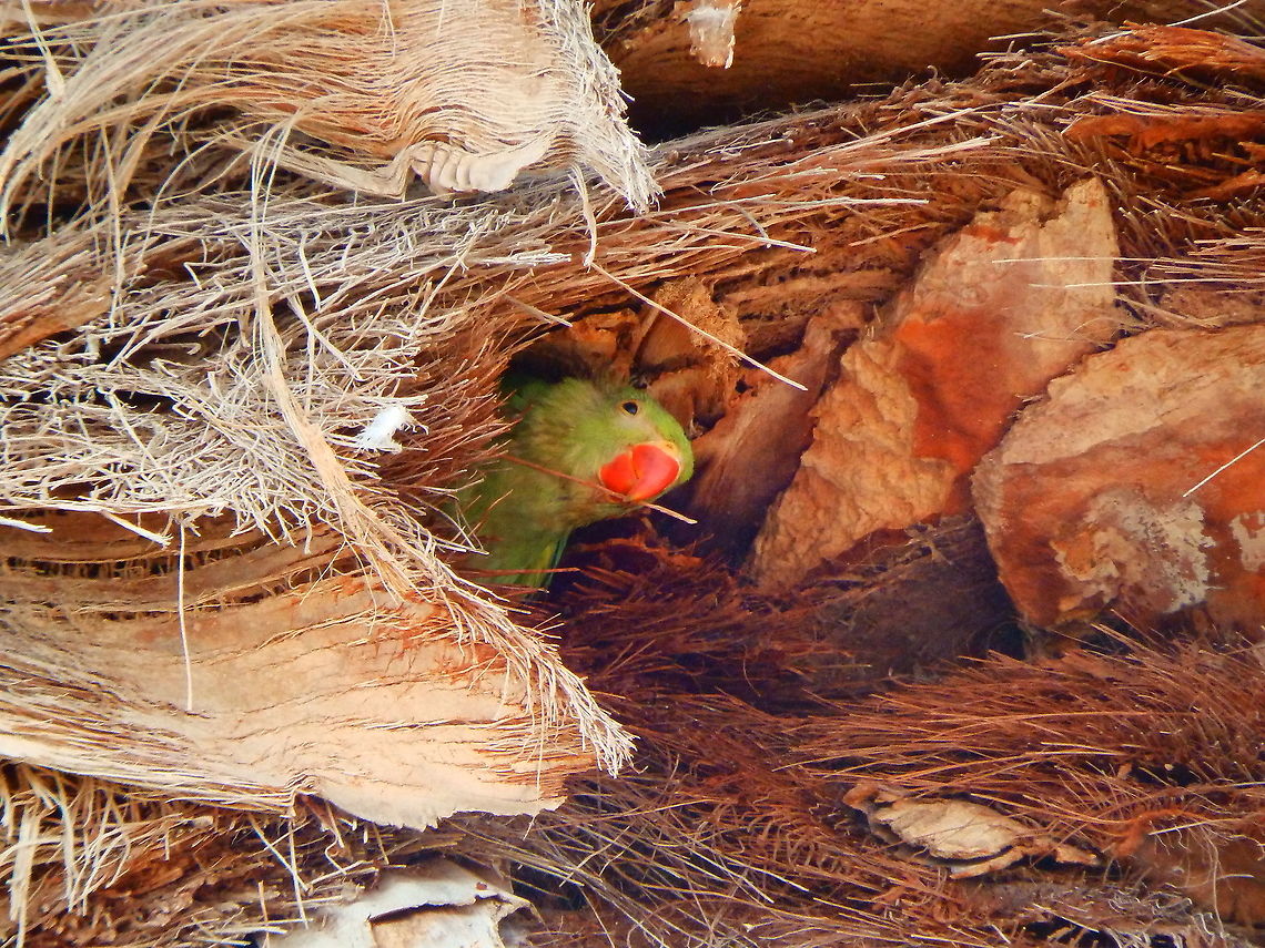 Rose-ringed parakeet - Psittacula krameri Cucuuu..I am a baby rose-ringed parakeet, happily living in a palm tree next to the beach in Lanzarote.. and I feel very sleeppyy..<br />
<figure class="photo"><a href="https://www.jungledragon.com/image/88112/rose-ringed_parakeet_-_psittacula_krameri.html" title="Rose-ringed parakeet - Psittacula krameri"><img src="https://s3.amazonaws.com/media.jungledragon.com/images/2298/88112_thumb.JPG?AWSAccessKeyId=05GMT0V3GWVNE7GGM1R2&Expires=1769040010&Signature=vUAYE%2FJg8iP8I%2Bz204LijzTHy9c%3D" width="200" height="150" alt="Rose-ringed parakeet - Psittacula krameri ...Now I am more awake because I hear my parents just above me... Geotagged,Psittacula krameri,Rose-ringed parakeet,Spain,Spring" /></a></figure><br />
<figure class="photo"><a href="https://www.jungledragon.com/image/88113/rose-ringed_parakeet_-_psittacula_krameri.html" title="Rose-ringed parakeet - Psittacula krameri"><img src="https://s3.amazonaws.com/media.jungledragon.com/images/2298/88113_thumb.JPG?AWSAccessKeyId=05GMT0V3GWVNE7GGM1R2&Expires=1769040010&Signature=1chTICOJfkESFVcoxYVgasQsdOI%3D" width="200" height="150" alt="Rose-ringed parakeet - Psittacula krameri Proud parent taking care of the baby below.. Geotagged,Psittacula krameri,Rose-ringed parakeet,Spain,Spring" /></a></figure> Geotagged,Psittacula krameri,Rose-ringed parakeet,Spain,Spring