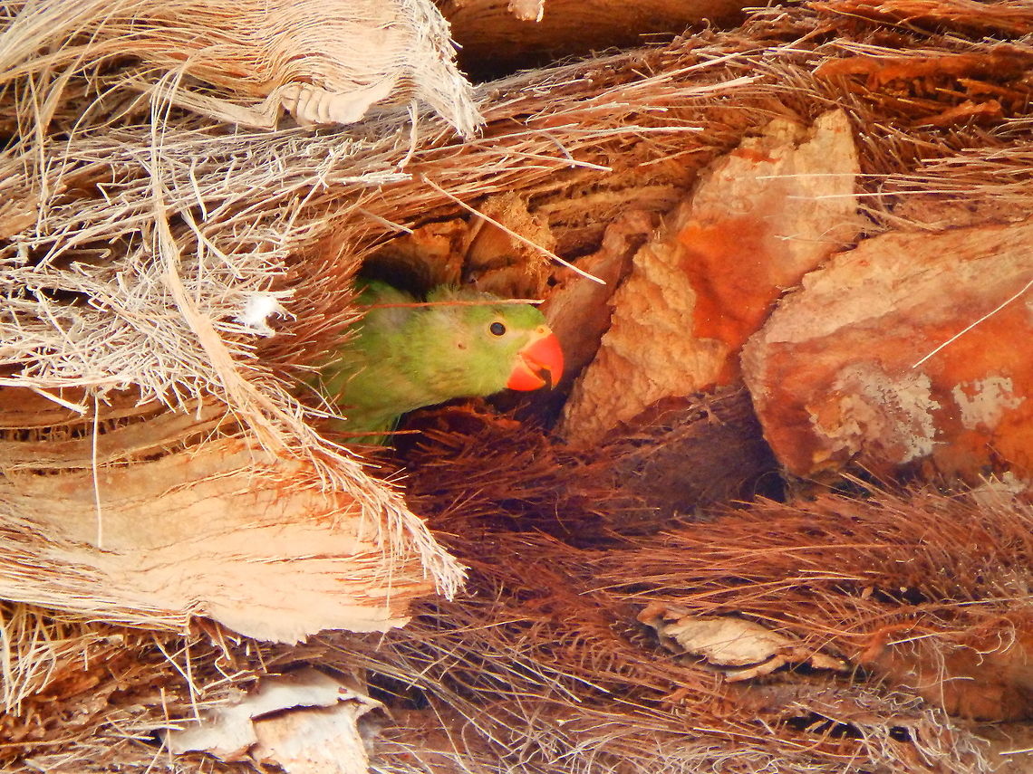 Rose-ringed parakeet - Psittacula krameri ...Now I am more awake because I hear my parents just above me... Geotagged,Psittacula krameri,Rose-ringed parakeet,Spain,Spring