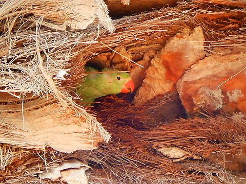 Rose-ringed parakeet - Psittacula krameri ...Now I am more awake because I hear my parents just above me... Geotagged,Psittacula krameri,Rose-ringed parakeet,Spain,Spring