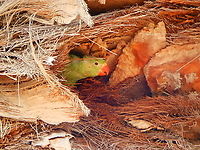 Rose-ringed parakeet - Psittacula krameri ...Now I am more awake because I hear my parents just above me... Geotagged,Psittacula krameri,Rose-ringed parakeet,Spain,Spring
