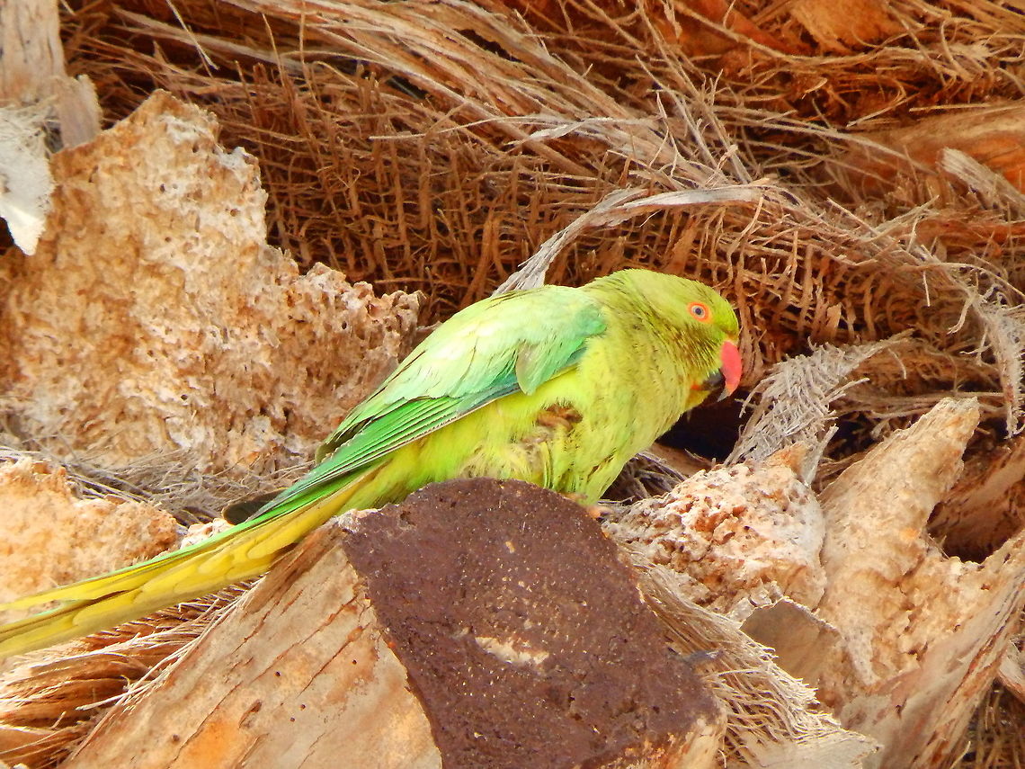 Rose-ringed parakeet - Psittacula krameri Proud parent taking care of the baby below.. Geotagged,Psittacula krameri,Rose-ringed parakeet,Spain,Spring