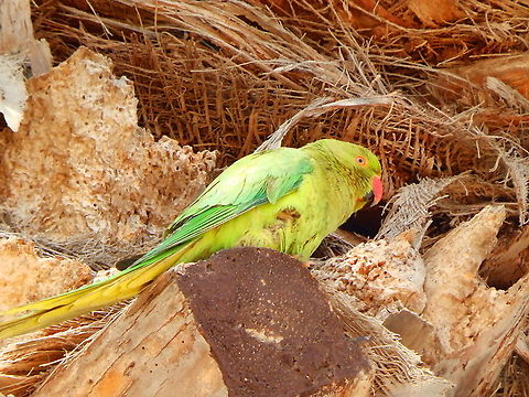Rose-ringed parakeet - Psittacula krameri Proud parent taking care of the baby below.. Geotagged,Psittacula krameri,Rose-ringed parakeet,Spain,Spring