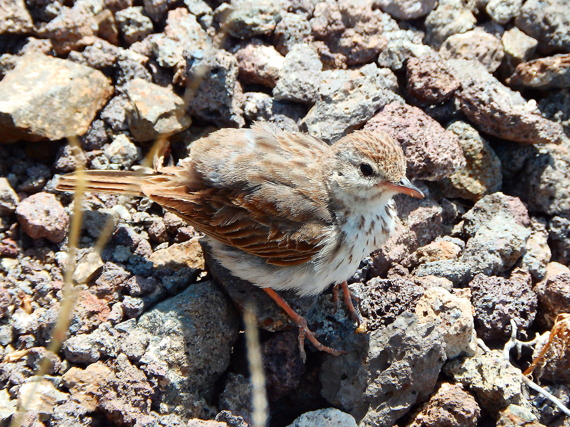 Berthelot's pipit - Anthus berthelotii Seen fluffing up in the sun, near Las Salinas de Janubio, Lanzarote. Anthus berthelotii,Berthelots pipit,Geotagged,Spain,Spring