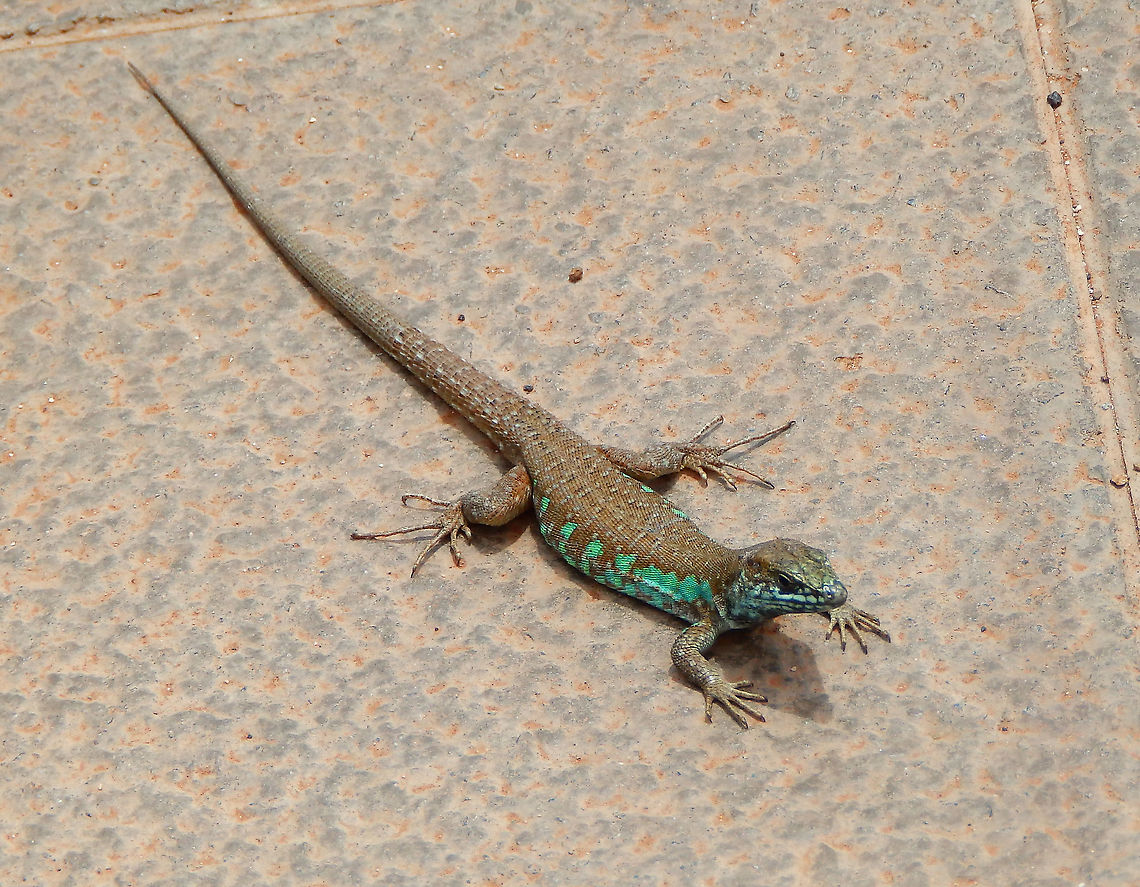 Atlantic lizard -Gallotia atlantica Seen in the North of the island, in a small town called Orzola. Atlantic lizard,Gallotia atlantica,Geotagged,Spain,Spring