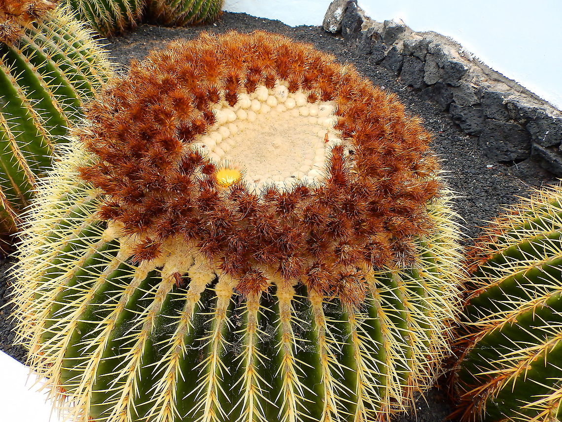 Golden Barrel Cactus - Echinocactus grusonii Beautiful, tambor-shaped cactuses<br />
<figure class="photo"><a href="https://www.jungledragon.com/image/88145/golden_barrel_cactus_-_echinocactus_grusonii.html" title="Golden Barrel Cactus - Echinocactus grusonii"><img src="https://s3.amazonaws.com/media.jungledragon.com/images/2298/88145_thumb.JPG?AWSAccessKeyId=05GMT0V3GWVNE7GGM1R2&Expires=1763596810&Signature=6DWhvaFkxzpN4yfiNbCScn7Zx7I%3D" width="200" height="150" alt="Golden Barrel Cactus - Echinocactus grusonii I find the center part of this cactus quite pretty. Echinocactus grusonii,Golden Barrell Cactus" /></a></figure><br />
<figure class="photo"><a href="https://www.jungledragon.com/image/88146/golden_barrel_cactus_-_echinocactus_grusonii.html" title="Golden Barrel Cactus - Echinocactus grusonii"><img src="https://s3.amazonaws.com/media.jungledragon.com/images/2298/88146_thumb.JPG?AWSAccessKeyId=05GMT0V3GWVNE7GGM1R2&Expires=1763596810&Signature=RUW6OzM88IMjUrsDTni%2FiZHnicQ%3D" width="200" height="150" alt="Golden Barrel Cactus - Echinocactus grusonii Flower close-up Echinocactus grusonii,Golden Barrell Cactus" /></a></figure> Echinocactus grusonii,Geotagged,Golden Barrell Cactus,Spain,Spring