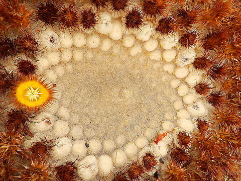 Golden Barrel Cactus - Echinocactus grusonii I find the center part of this cactus quite pretty. Echinocactus grusonii,Golden Barrell Cactus