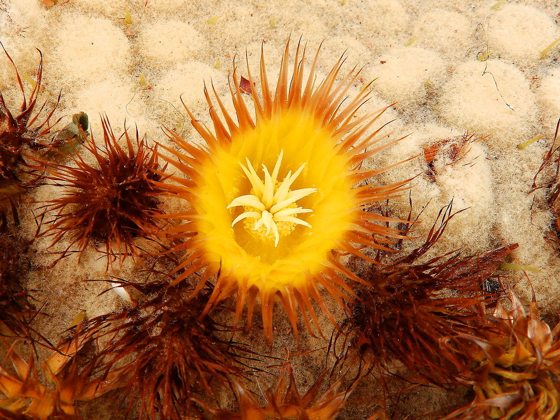 Golden Barrel Cactus - Echinocactus grusonii Flower close-up Echinocactus grusonii,Golden Barrell Cactus