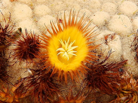 Golden Barrel Cactus - Echinocactus grusonii Flower close-up Echinocactus grusonii,Golden Barrell Cactus