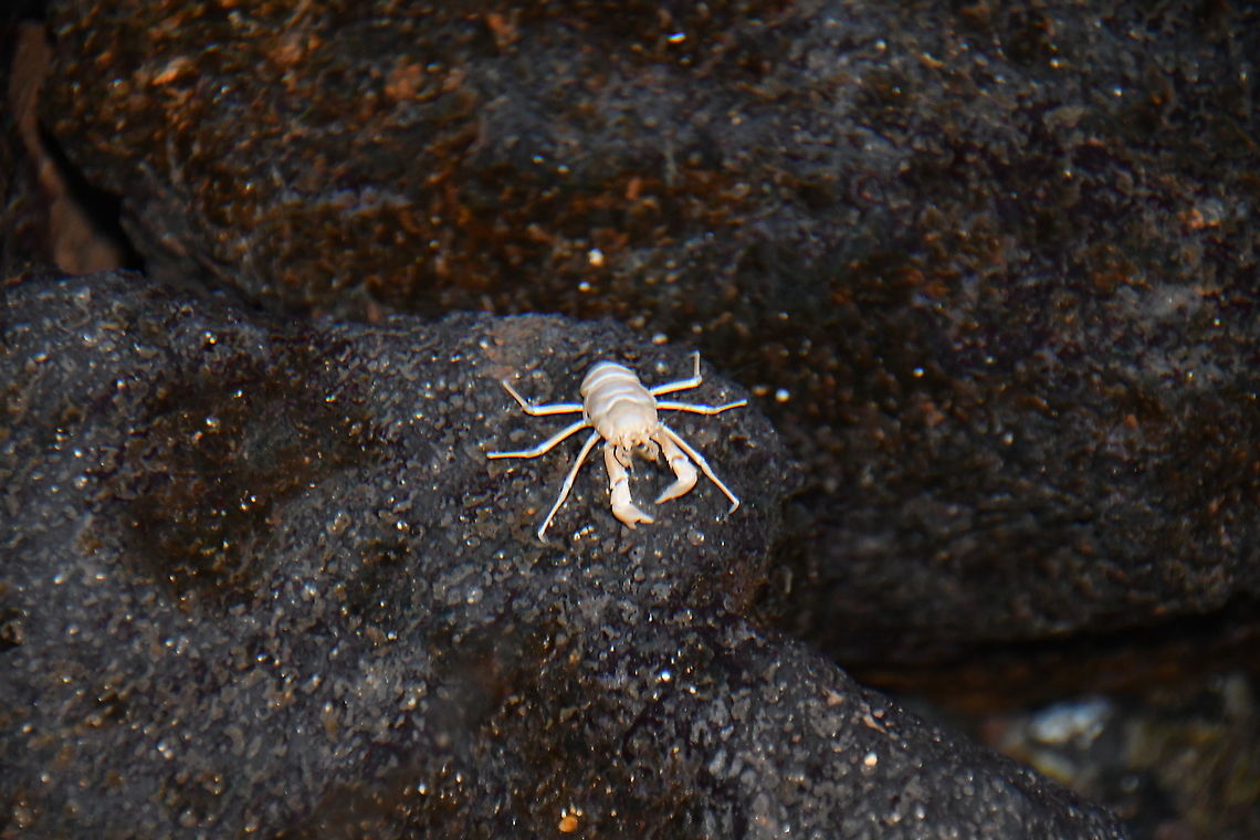 Squat Lobster - Munidopsis polymorpha These tiny white squat lobsters only live in the lagoon of Jameos del Agua, Lanzarote. In the 70s people could bath in the lagoon but I guess after discovering the uniqueness of this species and to preserve it, they forbid people from entering the water.<br />
Considering it can only be found in this spot this is an endemic and quite endangered species!<br />
<br />
As quoted from:<br />
<a href="http://divemagazine.co.uk/eco/3748-british-beasts-squat-lobsters" rel="nofollow">http://divemagazine.co.uk/eco/3748-british-beasts-squat-lobsters</a><br />
...visitors to Lanzarote don&rsquo;t even need to enter the water to have a privileged view of deep-water squat lobsters. An unusual colony of pure white squatties lives in Jameos de Agua, a volcanic cave with a deep pool of sea water. These squatties (Munidopsis polymorpha), known locally as &lsquo;blind cave crabs&rsquo;, are thought to have been swept up from the deep by volcanic eruptions, and are now trapped in the cave pool. Inside the huge cave, the environment, dark and still, mimics conditions in the deep sea, with the added benefit of no predators!... Geotagged,Life in the dark,Munidopsis polymorpha,Spain,Spring