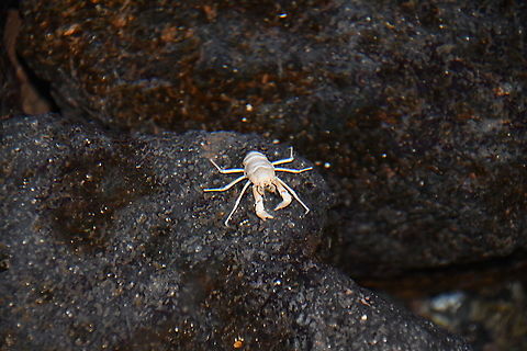 Squat Lobster - Munidopsis polymorpha These tiny white squat lobsters only live in the lagoon of Jameos del Agua, Lanzarote. In the 70s people could bath in the lagoon but I guess after discovering the uniqueness of this species and to preserve it, they forbid people from entering the water.
Considering it can only be found in this spot this is an endemic and quite endangered species!

As quoted from:
http://divemagazine.co.uk/eco/3748-british-beasts-squat-lobsters
...visitors to Lanzarote don&rsquo;t even need to enter the water to have a privileged view of deep-water squat lobsters. An unusual colony of pure white squatties lives in Jameos de Agua, a volcanic cave with a deep pool of sea water. These squatties (Munidopsis polymorpha), known locally as &lsquo;blind cave crabs&rsquo;, are thought to have been swept up from the deep by volcanic eruptions, and are now trapped in the cave pool. Inside the huge cave, the environment, dark and still, mimics conditions in the deep sea, with the added benefit of no predators!... Geotagged,Life in the dark,Munidopsis polymorpha,Spain,Spring