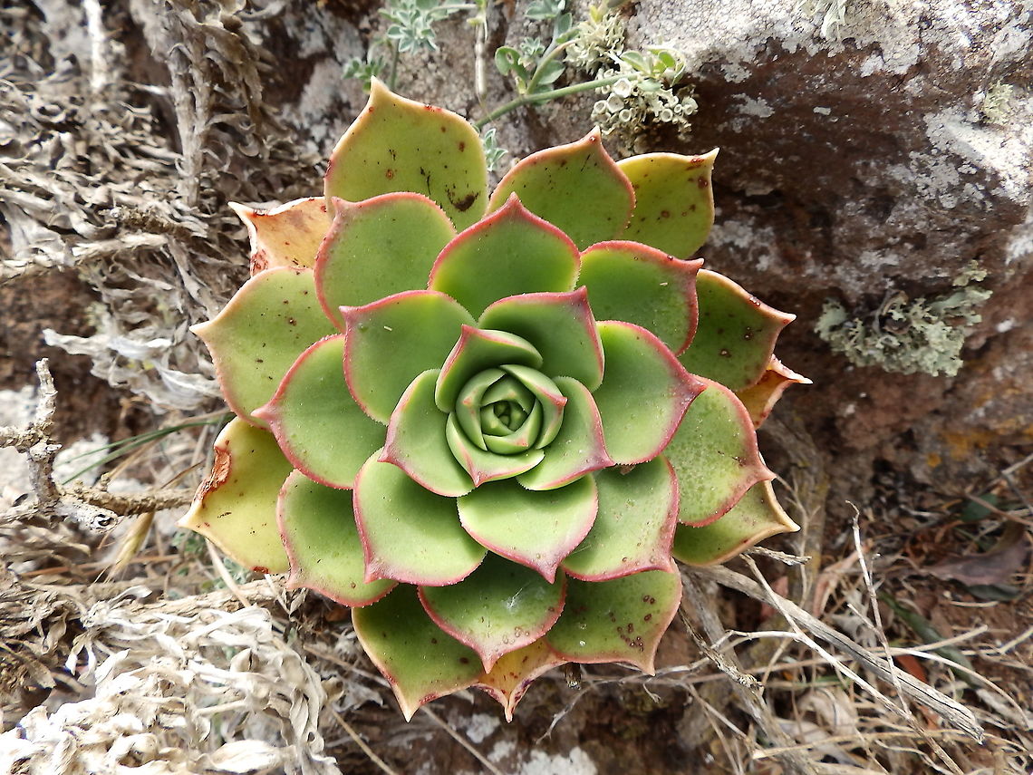 Lanzarote Giant Houseleek - Aeonium lancerottense Found at the top of a mountain in the Northwest of Lanzarote. Not sure if planted or naturally occurring there. It was close to Ermita de Las Nieves but not in a garden. In Spanish, bejeque. Aeonium lancerottense,Geotagged,Lanzarote Giant Houseleek,Spain,Spring