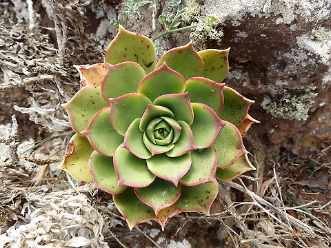 Lanzarote Giant Houseleek - Aeonium lancerottense Found at the top of a mountain in the Northwest of Lanzarote. Not sure if planted or naturally occurring there. It was close to Ermita de Las Nieves but not in a garden. In Spanish, bejeque. Aeonium lancerottense,Geotagged,Lanzarote Giant Houseleek,Spain,Spring