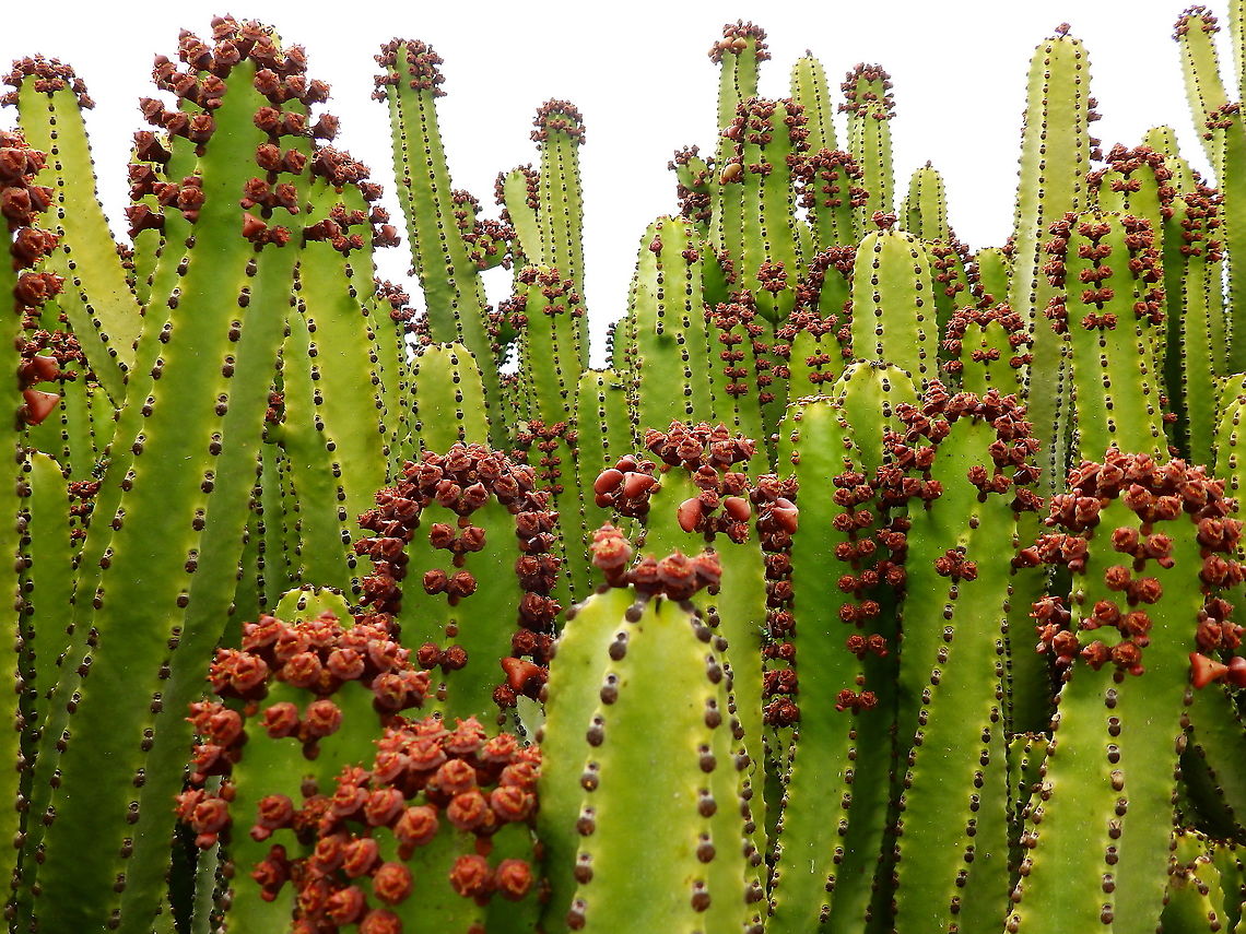 Cardon - Euphorbia canariensis  Euphorbia canariensis,Geotagged,Spain,Spring