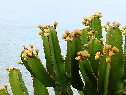 Cardon - Euphorbia canariensis This other plant shows the fruits. Euphorbia canariensis,Geotagged,Spain,Spring
