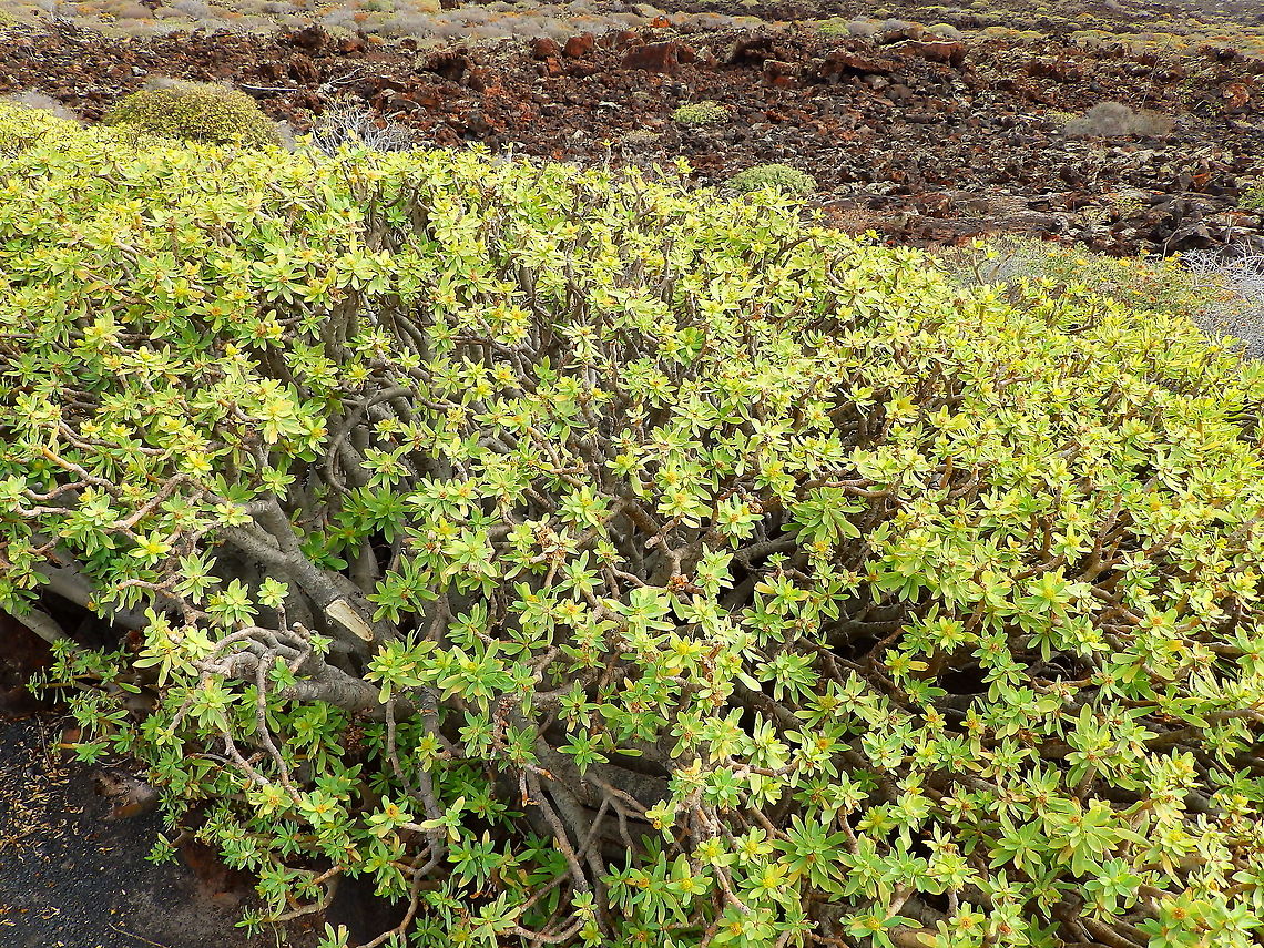 Balsam Spurge, Sweet tabaiba - Euphorbia balsamifera Emblematic of Lanzarote, seen close to Cueva de Los Verdes. In Spanish. tabaiba dulce.<br />
Interesting uses:<br />
Wikipedia &lt;&lt;...Milky latex of Euphorbia balsamifera is poisonous like in other Euphorbia species, but it is not so caustic. It is widely used[where?] in dentistry as anesthesia for acute dental pulpitis treatment...The leaves were formerly eaten by herders and their families in Oman at the beginning of the monsoon, for at this time there would be very little to eat otherwise. The leaves were also gathered and cooked as a green vegetable in the Canary Islands...&gt;&gt;<br />
<figure class="photo"><a href="https://www.jungledragon.com/image/88181/fruits_of_euphorbia_balsamifera_balsam_spurge_sweet_tabaiba.html" title="Fruits of Euphorbia balsamifera (Balsam Spurge, Sweet tabaiba)"><img src="https://s3.amazonaws.com/media.jungledragon.com/images/2298/88181_thumb.JPG?AWSAccessKeyId=05GMT0V3GWVNE7GGM1R2&Expires=1759968010&Signature=35KZiZZKfI%2B0i4%2B62TaBJRuok0k%3D" width="200" height="150" alt="Fruits of Euphorbia balsamifera (Balsam Spurge, Sweet tabaiba)  Euphorbia balsamifera,Geotagged,Spain,Spring" /></a></figure><br />
<figure class="photo"><a href="https://www.jungledragon.com/image/88182/balsam_spurge_sweet_tabaiba_-_euphorbia_balsamifera_-_flower_detail.html" title="Balsam Spurge, Sweet tabaiba - Euphorbia balsamifera - Flower detail"><img src="https://s3.amazonaws.com/media.jungledragon.com/images/2298/88182_thumb.JPG?AWSAccessKeyId=05GMT0V3GWVNE7GGM1R2&Expires=1759968010&Signature=92o2hQ9867GqkUpP6ZR2V%2F79EhM%3D" width="200" height="150" alt="Balsam Spurge, Sweet tabaiba - Euphorbia balsamifera - Flower detail  Euphorbia balsamifera,Geotagged,Spain,Spring" /></a></figure><br />
 Euphorbia balsamifera,Geotagged,Spain,Spring