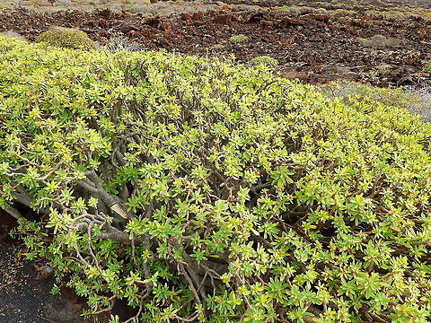Balsam Spurge, Sweet tabaiba - Euphorbia balsamifera Emblematic of Lanzarote, seen close to Cueva de Los Verdes. In Spanish. tabaiba dulce.
Interesting uses:
Wikipedia <<...Milky latex of Euphorbia balsamifera is poisonous like in other Euphorbia species, but it is not so caustic. It is widely used[where?] in dentistry as anesthesia for acute dental pulpitis treatment...The leaves were formerly eaten by herders and their families in Oman at the beginning of the monsoon, for at this time there would be very little to eat otherwise. The leaves were also gathered and cooked as a green vegetable in the Canary Islands...>>
https://www.jungledragon.com/image/88181/fruits_of_euphorbia_balsamifera_balsam_spurge_sweet_tabaiba.html
https://www.jungledragon.com/image/88182/balsam_spurge_sweet_tabaiba_-_euphorbia_balsamifera_-_flower_detail.html
 Euphorbia balsamifera,Geotagged,Spain,Spring