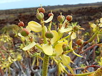Fruits of Euphorbia balsamifera (Balsam Spurge, Sweet tabaiba)  Euphorbia balsamifera,Geotagged,Spain,Spring