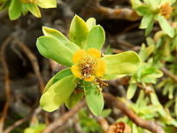 Balsam Spurge, Sweet tabaiba - Euphorbia balsamifera - Flower detail  Euphorbia balsamifera,Geotagged,Spain,Spring