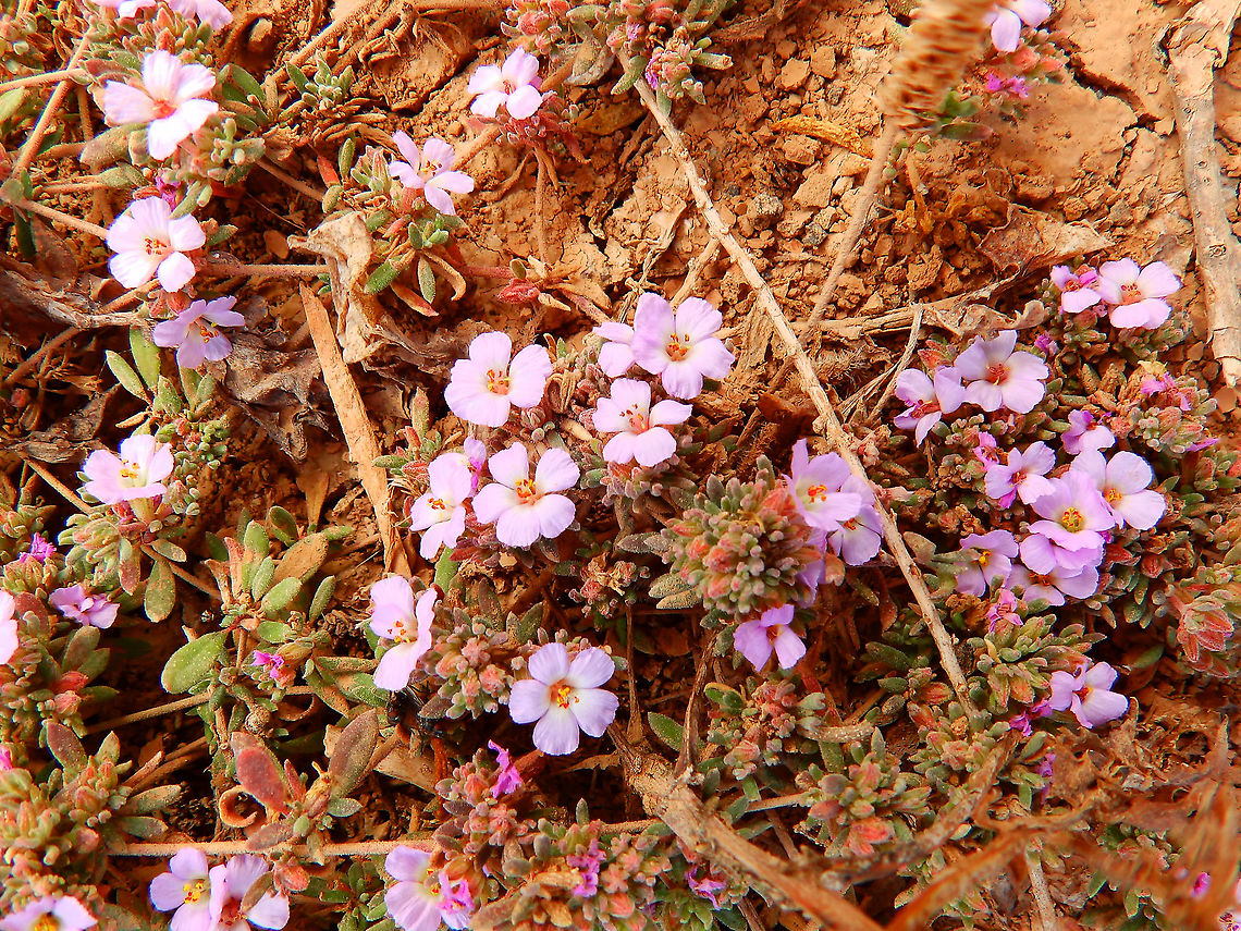 Tomillo morisco - Frankenia ericifolia Seen in a volcanic area next to the sea and the town Orzola, in Lanzarote. Frankenia ericifolia,Geotagged,Spain,Spring,Tomillo morisco