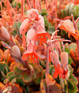 Bryophyllum fedtschenkoi Seen as ornamental, planted in Jameos del Agua, Lanzarote. Bryophyllum fedtschenkoi,Geotagged,Spain,Spring