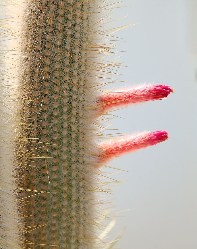 Wooly torch - Cleistocactus strausii Another ornamental cactus, seen several times in Lanzarote. The special flowering called my attention. Cleistocactus strausii,Geotagged,Spain,Spring