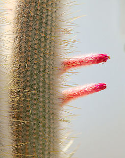 Wooly torch - Cleistocactus strausii Another ornamental cactus, seen several times in Lanzarote. The special flowering called my attention. Cleistocactus strausii,Geotagged,Spain,Spring