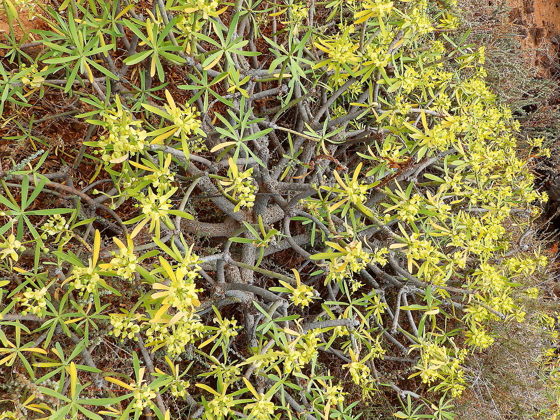 Euphorbia regis-jubae This Euphorbia is native to this region of the world. I saw the plant close to Cueva de Los Verdes, Lanzarote.<br />
<figure class="photo"><a href="https://www.jungledragon.com/image/88229/flower_of_euphorbia_regis-jubae_-_tabaiba_morisca.html" title="Flower of Euphorbia regis-jubae - Tabaiba morisca"><img src="https://s3.amazonaws.com/media.jungledragon.com/images/2298/88229_thumb.JPG?AWSAccessKeyId=05GMT0V3GWVNE7GGM1R2&Expires=1759968010&Signature=2eS1z5cJECKw961JQKB4yOTktGk%3D" width="200" height="150" alt="Flower of Euphorbia regis-jubae - Tabaiba morisca  Euphorbia regis-jubae,Geotagged,Spain,Spring" /></a></figure> Euphorbia regis-jubae,Geotagged,Spain,Spring