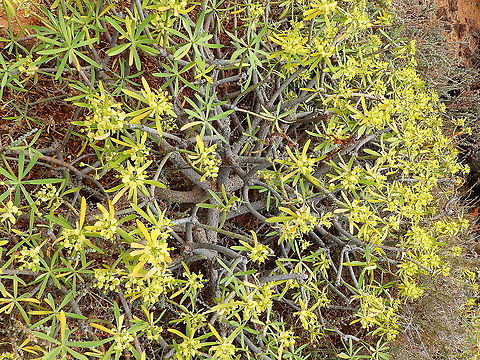 Euphorbia regis-jubae This Euphorbia is native to this region of the world. I saw the plant close to Cueva de Los Verdes, Lanzarote.
https://www.jungledragon.com/image/88229/flower_of_euphorbia_regis-jubae_-_tabaiba_morisca.html Euphorbia regis-jubae,Geotagged,Spain,Spring