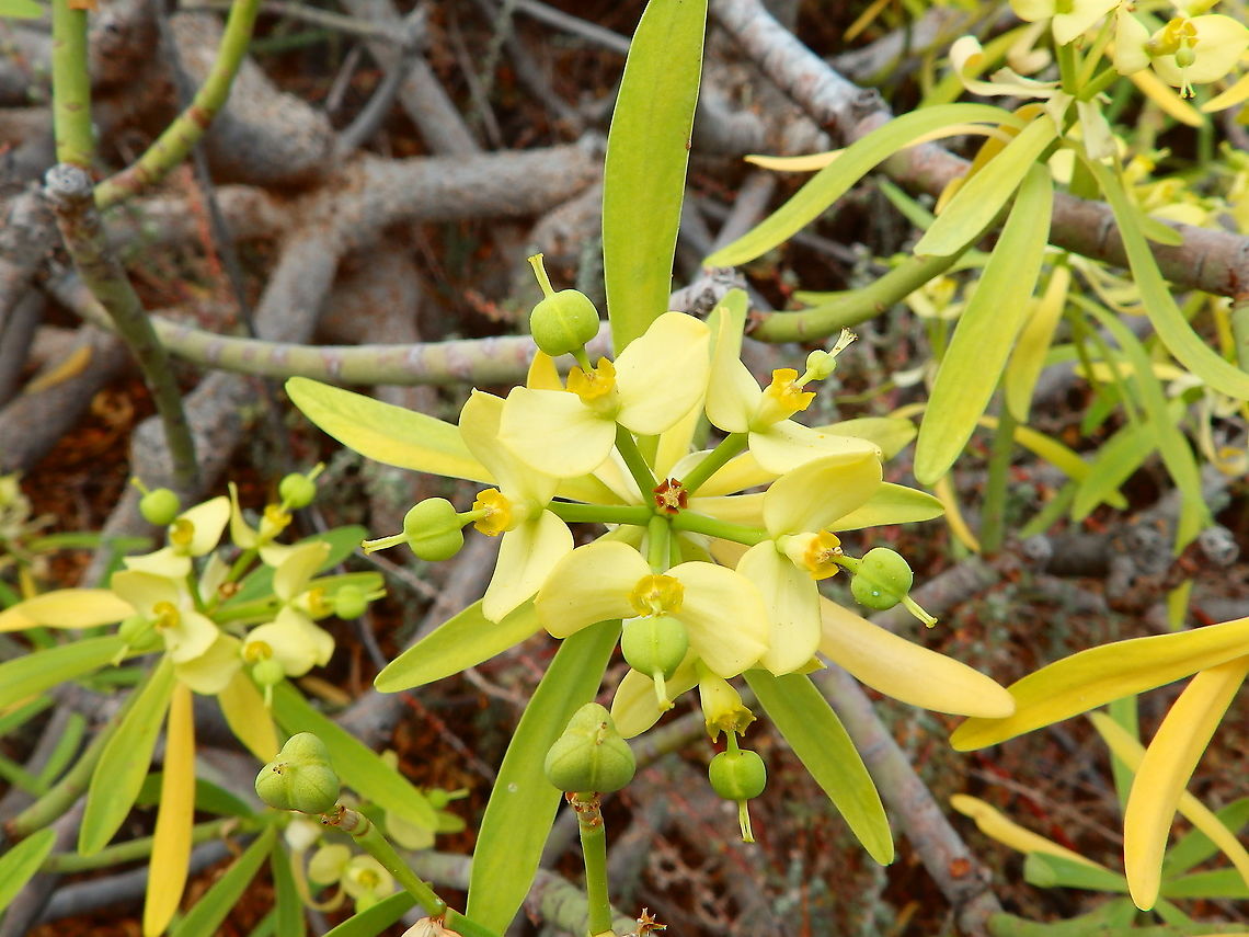 Flower of Euphorbia regis-jubae - Tabaiba morisca  Euphorbia regis-jubae,Geotagged,Spain,Spring