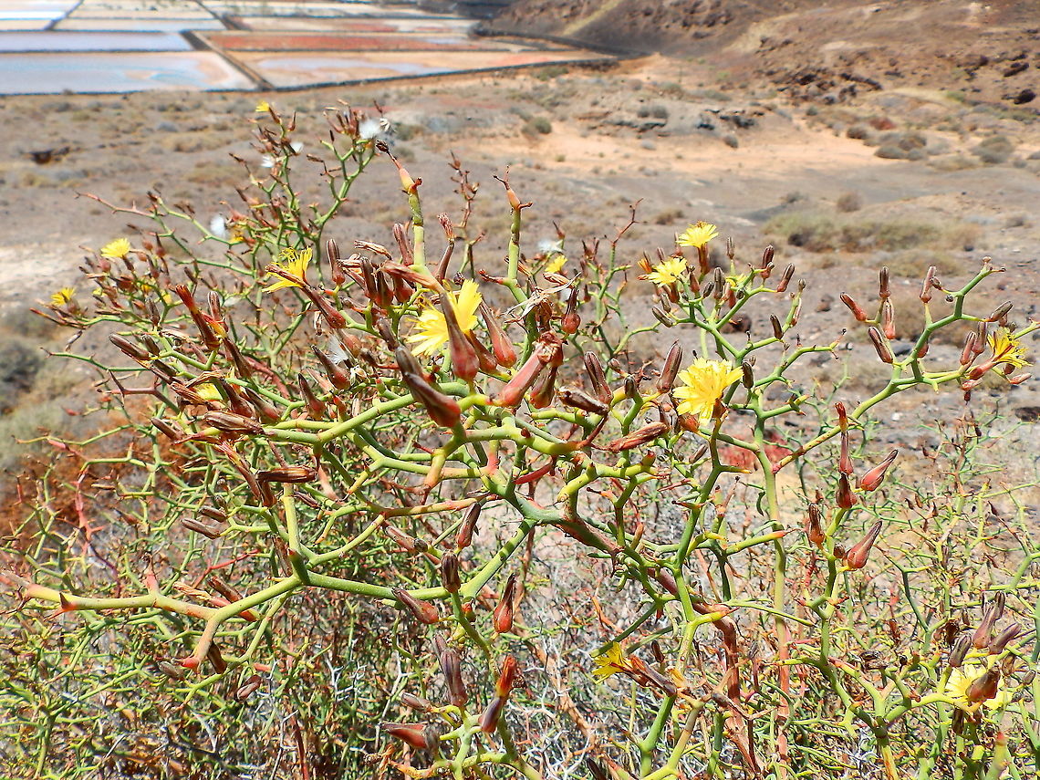 Launaea arborescens This plant was all over Lanzarote but the ones in the photos are in the area of Salinas de Janubio. Geotagged,Launaea arborescens,Spain,Spring