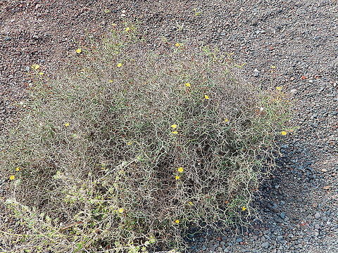 Launaea arborescens In Spanish, ahulaga, aulaga o julaga. Geotagged,Launaea arborescens,Spain,Spring