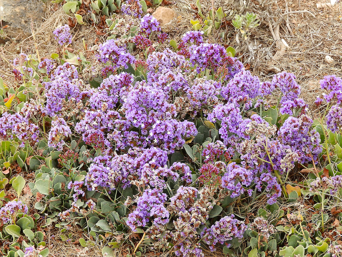 Siempreviva de Famara - Limonium puberulum  Geotagged,Limonium puberulum,Siempreviva de Famara,Spain,Spring