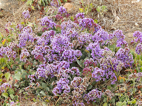 Siempreviva de Famara - Limonium puberulum  Geotagged,Limonium puberulum,Siempreviva de Famara,Spain,Spring