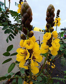 Downy Senna - Senna multiglandulosa Ornamental this time not endemic of the Canaries but my first time to see these beautiful flowers. They were planted in a street corner in Arrecife. Geotagged,Senna multiglandulosa,Spain,Spring