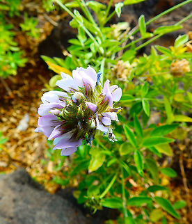 Arabian Pea - Bituminaria bituminosa A plant that you can also find in the Iberian peninsule. Another Spanish name is Tedera. Bituminaria bituminosa,Geotagged,Spain,Spring