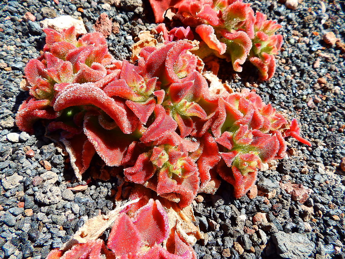 Mesembryanthemum crystallinum Seen at the path surrounding one of the craters in Volcan del Cuervo in Parque Nacional de Timanfaya. Common ice plant,Geotagged,Mesembryanthemum crystallinum,Spain,Spring