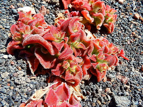 Mesembryanthemum crystallinum Seen at the path surrounding one of the craters in Volcan del Cuervo in Parque Nacional de Timanfaya. Common ice plant,Geotagged,Mesembryanthemum crystallinum,Spain,Spring