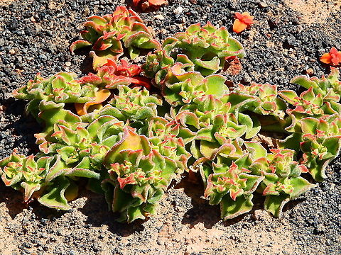 Mesembryanthemum crystallinum  Common ice plant,Geotagged,Mesembryanthemum crystallinum,Spain,Spring