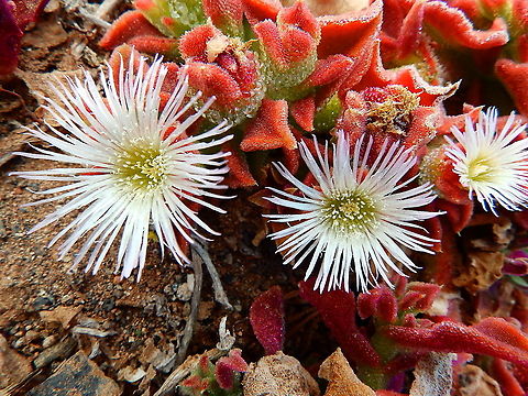 Mesembryanthemum crystallinum - Flowers  Common ice plant,Geotagged,Mesembryanthemum crystallinum,Spain,Spring