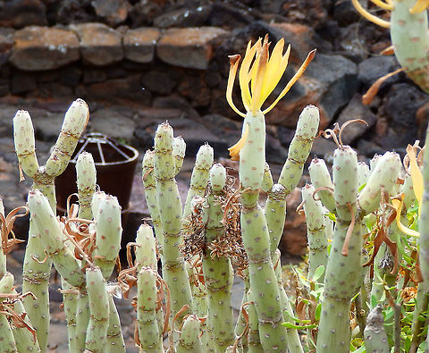 Verode - Kleinia neriifolia This one is also endemic of the Canary Islands but used as ornamental in other places as well. Geotagged,Kleinia neriifolia,Spain,Spring