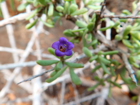 Espino de Mar - Lycium intricatum Seen in a zone of volcanic rocky shoreline in Orzola. Geotagged,Lycium intricatum,Sothern Tea Tree,Spain,Spring
