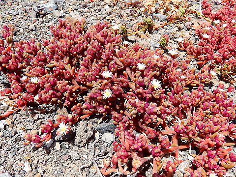 Slender Leaf Iceplant - Mesembryanthemum nodiflorum Seen in the slopes of the crater in Volcan del Cuervo. Geotagged,Mesembryanthemum nodiflorum,Spain,Spring