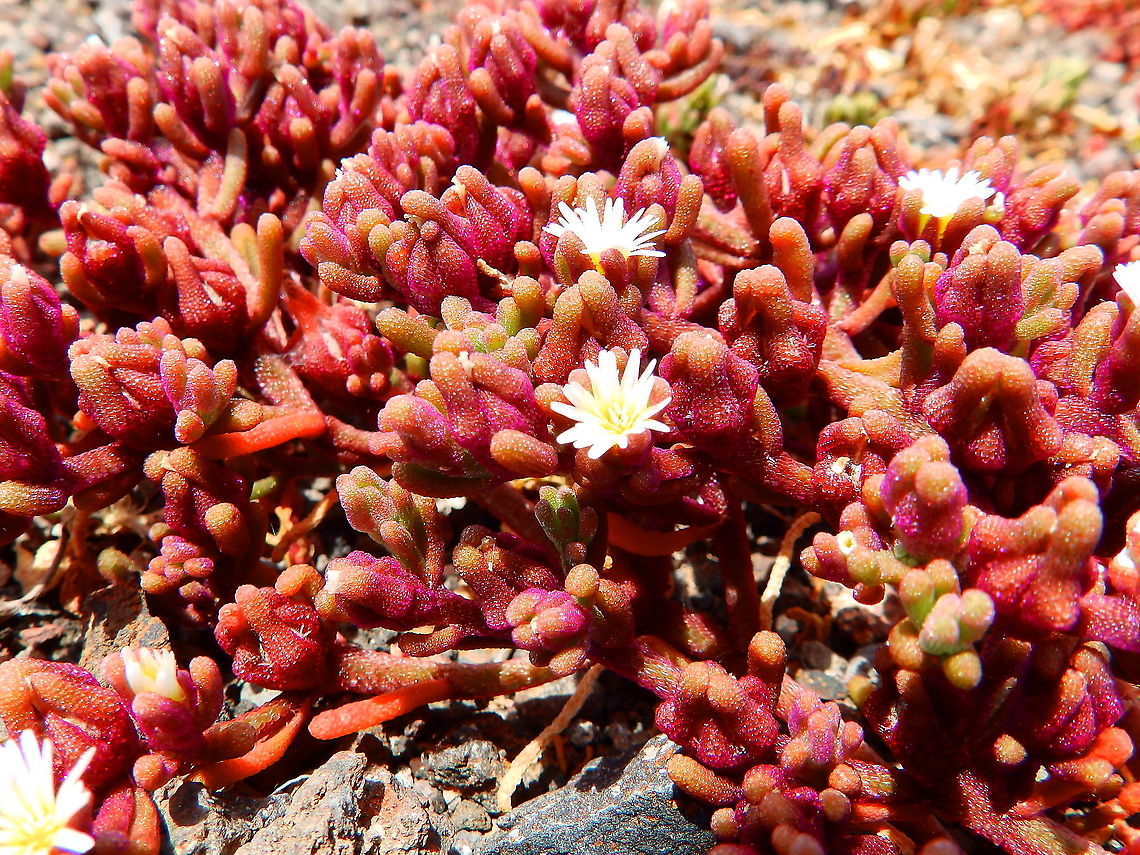 Slender Leaf Iceplant - Mesembryanthemum nodiflorum  Geotagged,Mesembryanthemum nodiflorum,Spain,Spring