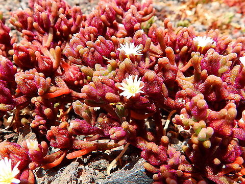 Slender Leaf Iceplant - Mesembryanthemum nodiflorum  Geotagged,Mesembryanthemum nodiflorum,Spain,Spring