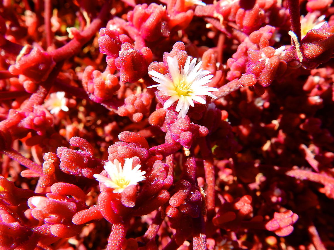 Mesembryanthemum nodiflorum <figure class="photo"><a href="https://www.jungledragon.com/image/88297/slender_leaf_iceplant_-_mesembryanthemum_nodiflorum.html" title="Slender Leaf Iceplant - Mesembryanthemum nodiflorum"><img src="https://s3.amazonaws.com/media.jungledragon.com/images/2298/88297_thumb.JPG?AWSAccessKeyId=05GMT0V3GWVNE7GGM1R2&Expires=1759968010&Signature=Qpjm1C3UL%2B5HDJiwDLdnUtoI59Y%3D" width="200" height="150" alt="Slender Leaf Iceplant - Mesembryanthemum nodiflorum  Geotagged,Mesembryanthemum nodiflorum,Spain,Spring" /></a></figure><br />
<figure class="photo"><a href="https://www.jungledragon.com/image/88296/slender_leaf_iceplant_-_mesembryanthemum_nodiflorum.html" title="Slender Leaf Iceplant - Mesembryanthemum nodiflorum"><img src="https://s3.amazonaws.com/media.jungledragon.com/images/2298/88296_thumb.JPG?AWSAccessKeyId=05GMT0V3GWVNE7GGM1R2&Expires=1759968010&Signature=dD6pTzMCM%2BWc9CG2ejhEfOGbzbk%3D" width="200" height="150" alt="Slender Leaf Iceplant - Mesembryanthemum nodiflorum Seen in the slopes of the crater in Volcan del Cuervo. Geotagged,Mesembryanthemum nodiflorum,Spain,Spring" /></a></figure> Geotagged,Mesembryanthemum nodiflorum,Spain,Spring