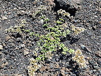Pataconejo comun - Polycarpaea divaricata Also in the skrits of Volcan del Cuervo. Geotagged,Pataconejo comun,Polycarpaea divaricata,Spain,Spring